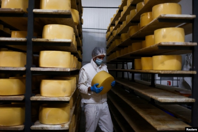 Worker holds a wheel of Sao Jorge cheese at Uniqueijo cheese factory, on Sao Jorge Island