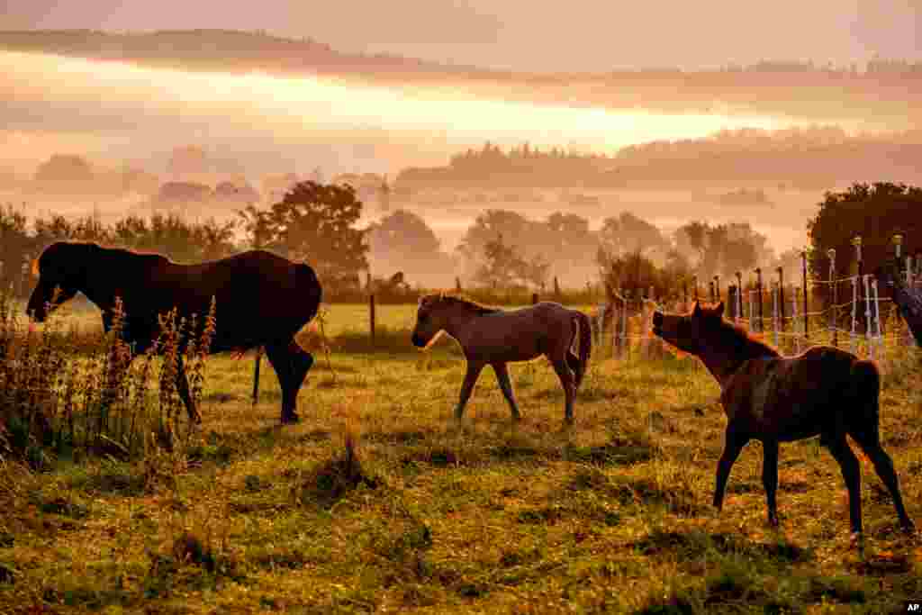 As the mist rolls in, Icelandic horses play at a stud farm in Wehrheim near Frankfurt, Germany.