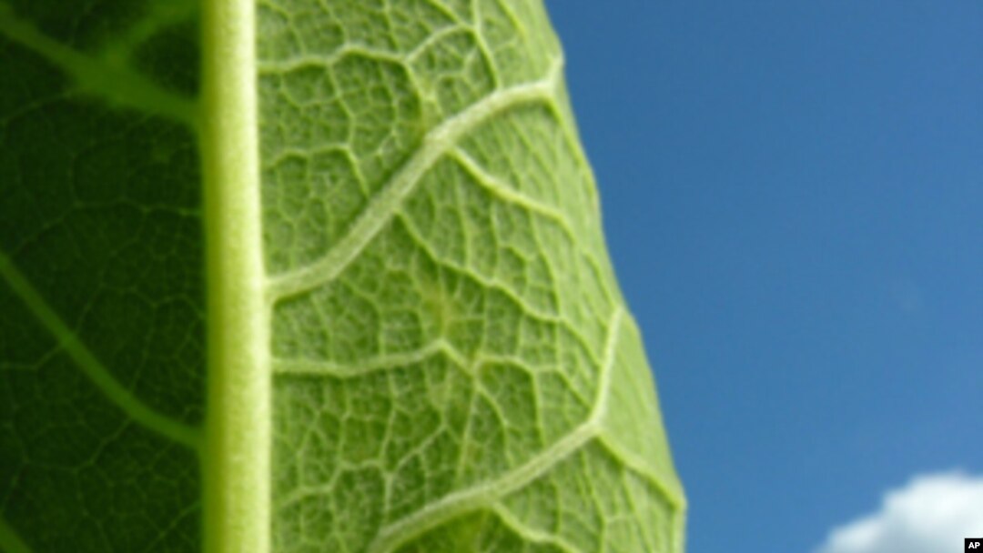 MIT scientists have created an artificial leaf which mimics photosynthesis and could be useful as an inexpensive source of electricity.