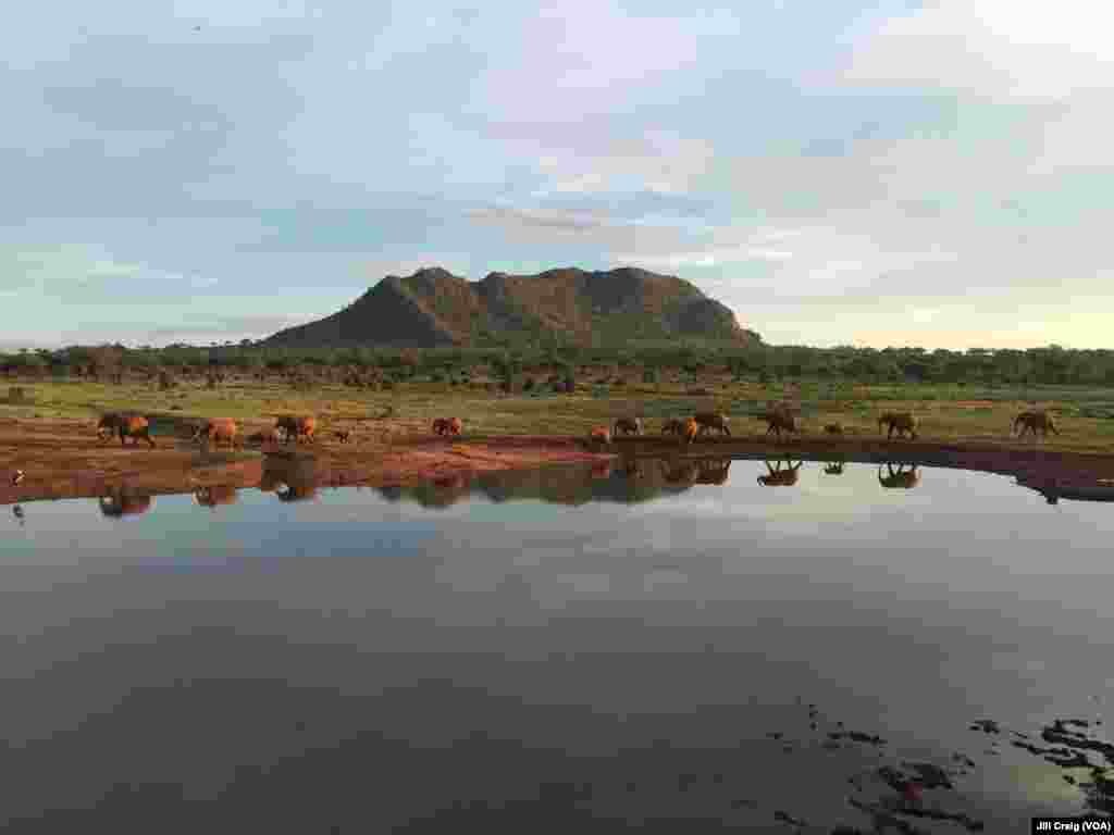 Elephants walk toward a watering hole near Tsavo East National Park, Voi, Kenya, April 20, 2016.