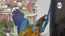 ¿Cómo llegaron las guacamayas al cielo de Caracas?