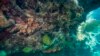 ARCHIVO - El 13 de septiembre de 2019, Greg Asner, director del Allen Coral Atlas del Centro para el Descubrimiento Global y las Ciencias de la Conservación de la U. Estatal de Arizona, revisa datos de temperatura del océano en su laboratorio, cerca del Capitán Cook, Hawaii. 