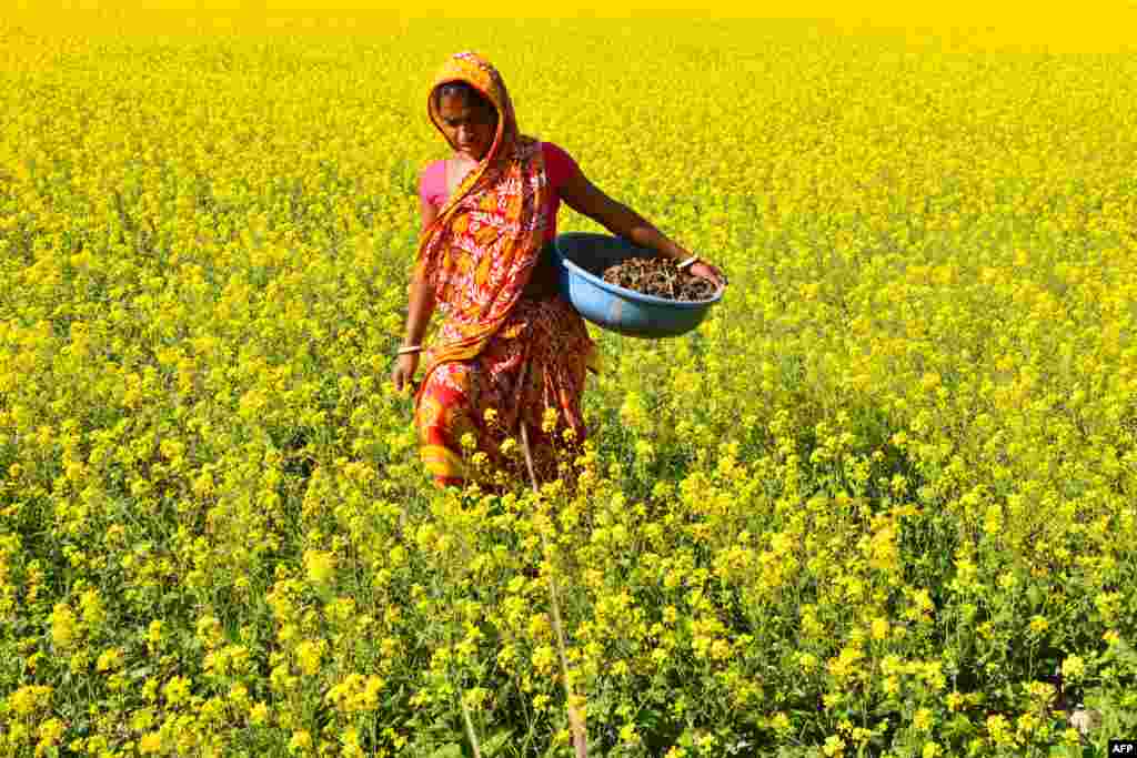 A woman walks through a mustard field in Murkata village in Morigaon district, some 45km from Guwahati, the capital city of India's northeastern state of Assam.