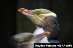 Seekor penguin hoiho atau penguin bermata kuning yang difoto pada 2 April 2023, memenangkan pemilihan Burung Tahun Ini di Selandia Baru pada 16 September 2024. (Hayden Parsons via AP)