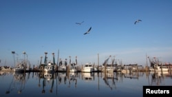 Idle shrimp boats float at the docks of Joshua's Marina in Buras, Louisiana, May 17, 2010. 