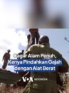 Cagar Alam Penuh, Kenya Pindahkan Gajah dengan Alat Berat