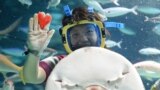A diver feeds a ray with heart-shaped squid meat dyed red at the Sunshrine Aquarium in Tokyo as a feature for Valentine&#39;s Day.