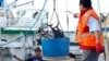 FILE - A catch of fish is unloaded from a commercial fishing boat at Pier 38 in Honolulu, Feb. 2, 2017.