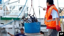 FILE - A catch of fish is unloaded from a commercial fishing boat at Pier 38 in Honolulu, Feb. 2, 2017.