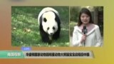 VOA连线: 华盛顿国家动物园明星动物大熊猫宝宝启程回中国