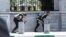 Members of Iranian forces take cover during an attack on the Iranian parliament in central Tehran, Iran, June 7, 2017. 