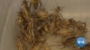 蟋蟀养殖可能有助于缓解全球粮食短缺