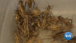 英语视频：蟋蟀养殖可能有助于缓解全球粮食短缺
