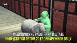 Aзиатские клещи в США