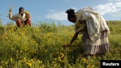 ፎቶ ፋይል፦ታዳጊዎቹ አዲስ ዓመትን ለማክበር አበቦች ከመስክ እየሰበሰቡ፣ ላሊበላ፣ የኢትዮጵያን 