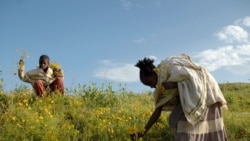 የጸጥታ ስጋት ያሳሰባቸው አንዳንድ የአመት በዓል ተጓዦች ከቤተሰብ ጋር አያከብሩም 