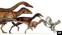 Investigadores fueron capaces de crear un árbol genealógico detallado de los “teródopos" hasta descender en aves.