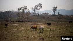 Hewan-hewan ternak di lahan di Wandella, dekat Kota Cobargo, Australia, 13 Januari 2020. (Foto: Reuters)