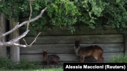 A rare pudu fawn born earlier this month is seen next to its mother, at the Temaiken Foundation, in Buenos Aires, Argentina, Nov. 22, 2024. (REUTERS/Alessia Maccioni)