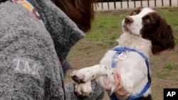 Elizabeth Kelly plays with her English springer spaniel, Louise, at McCarren Park in the Brooklyn borough of New York, on Tuesday, April 26, 2022. (AP Photo/Emma H. Tobin)