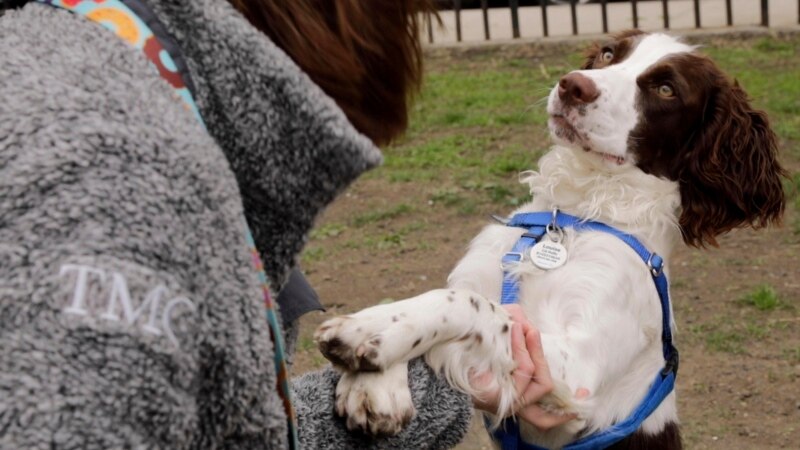 Study Shows Dog Personalities Not Related to Breed
