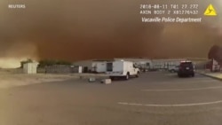 Полицейская помощь животным