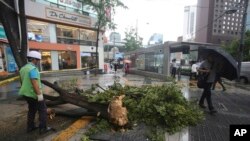 Bão làm cây đổ ở Seoul hôm 7/9.