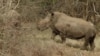 South Africa Game Park Protects Rhinos Against Poaching