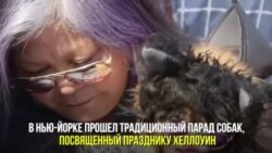 Собачий парад на Хеллоуин