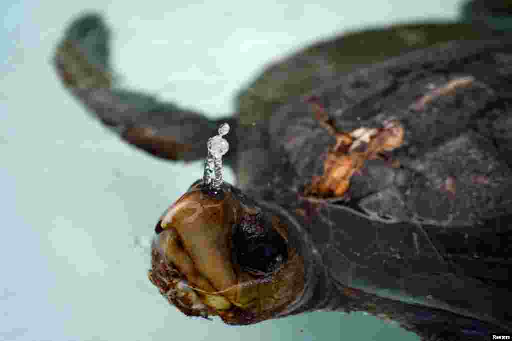 An injured turtle recovers in a tank after volunteers cleaned its wounds, at the Marine Fauna Rehabilitation Center, in Salango, Ecuador, Oct. 11, 2021. 