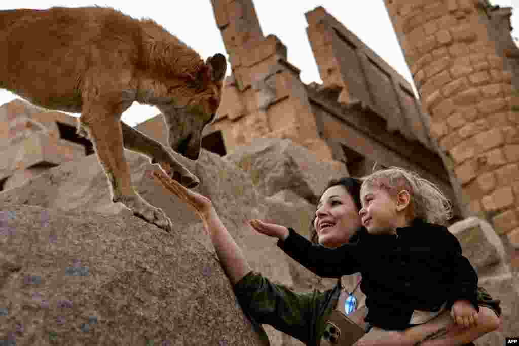 A tourist carrying a child shakes the paw of a stray dog at the Hypostyle Hall in the ancient Egyptian temple complex of Karnak in the southern city of Luxor.