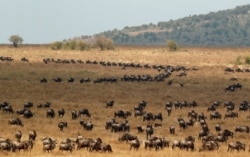 FILE - Wildebeests cross the Mara river during their migration to the greener pastures, in the Maasai Mara game reserve, Kenya, Aug. 9, 2020.