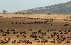 FILE - Wildebeests cross the Mara river during their migration to the greener pastures, in the Maasai Mara game reserve, Kenya, Aug. 9, 2020.