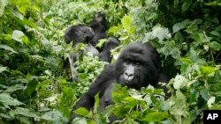 Parc national des Virunga, Est de la RDC, le 25 novembre 2008. 