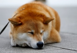 FILE - A Shiba Inu dog relaxes at Ueno Park in Tokyo, Japan, Dec. 23, 2015.