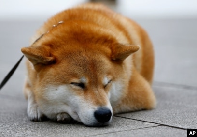 why are shiba inus so popular in japan