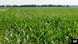 FILE - This June 13, 2007, photo shows corn being grown in a field in London, Ohio. (AP Photo/Kiichiro Sato, file)