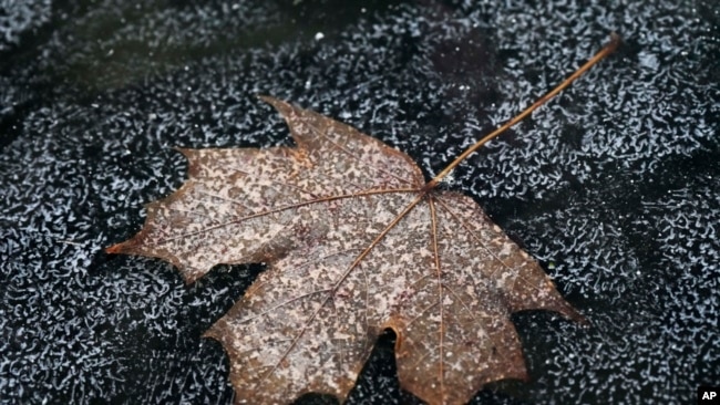 FILE - A leaf is frozen in the ice of a garden pond during cold weather in Buffalo Grove, Ill., Dec. 12, 2024.