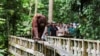 Malaysia announces adopt-an-orangutan plan for palm oil importers