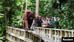 A female Bornean orangutan carries her offspring at a rehabilitation center in Sepilok, Malaysia, Aug. 17, 2024.