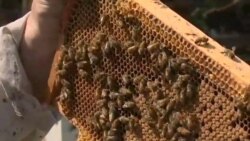 Odgajanje matica otpornih na parazite