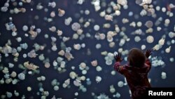 Una niña observa un enorme tanque lleno con medusas en el acuario de Vancouver, Canadá.