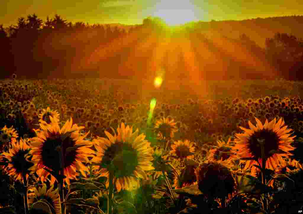 Sunflowers are in full blossom on a field in Obernhain near Frankfurt, Germany, as the sun rises.