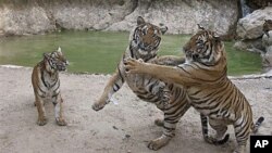 Tigers play near a pool in a wildlife sanctuary at Wat Pa Luangta Bua Yannasampanno Forest Monastery in Kanchanaburi, Thailand, Jan 2010 (file photo)