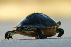FILE - A Florida red-bellied turtle crosses a park road in Everglades National Park, near Flamingo, Fla., Oct. 30, 2019.