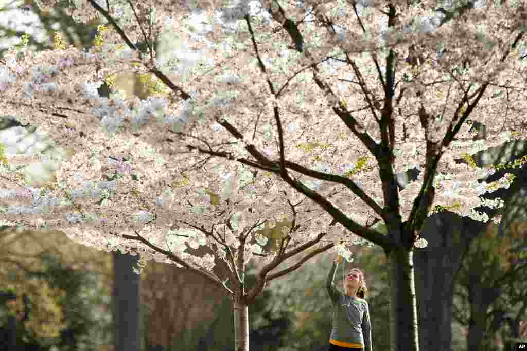 一位女士在华盛顿的国会山上拍摄樱花照片（2015年4月13日）。华盛顿樱花主要集中在潮汐湖，但别处也有。