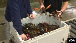 Maine Coast employees inspect lobsters at the facility in York, Maine. (J.Taboh/VOA)