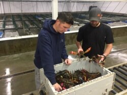 Maine Coast employees inspect lobsters at the facility in York, Maine. (J.Taboh/VOA)