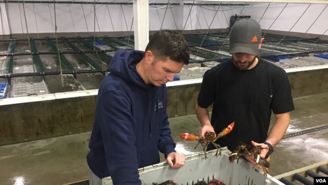 缅因海岸公司的员工在缅因州约克市的工厂检查龙虾。
