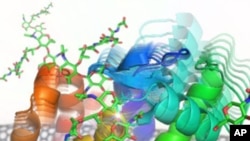 University of California, Irvine scientists built an electronic nano circuit and attached it to a lysozyme molecule, to track how it kills bacteria.